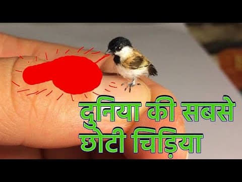 दुनिया की सबसे छोटी चिड़िया इतना खतरनाक | The world's smallest bird is so dangerous #knowledge thumbnail